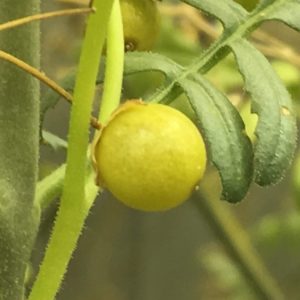 Closeup photo of a Solanum lycopersicoides fruit growing on a plant. The fruit is about the size of a blueberry and yellow.