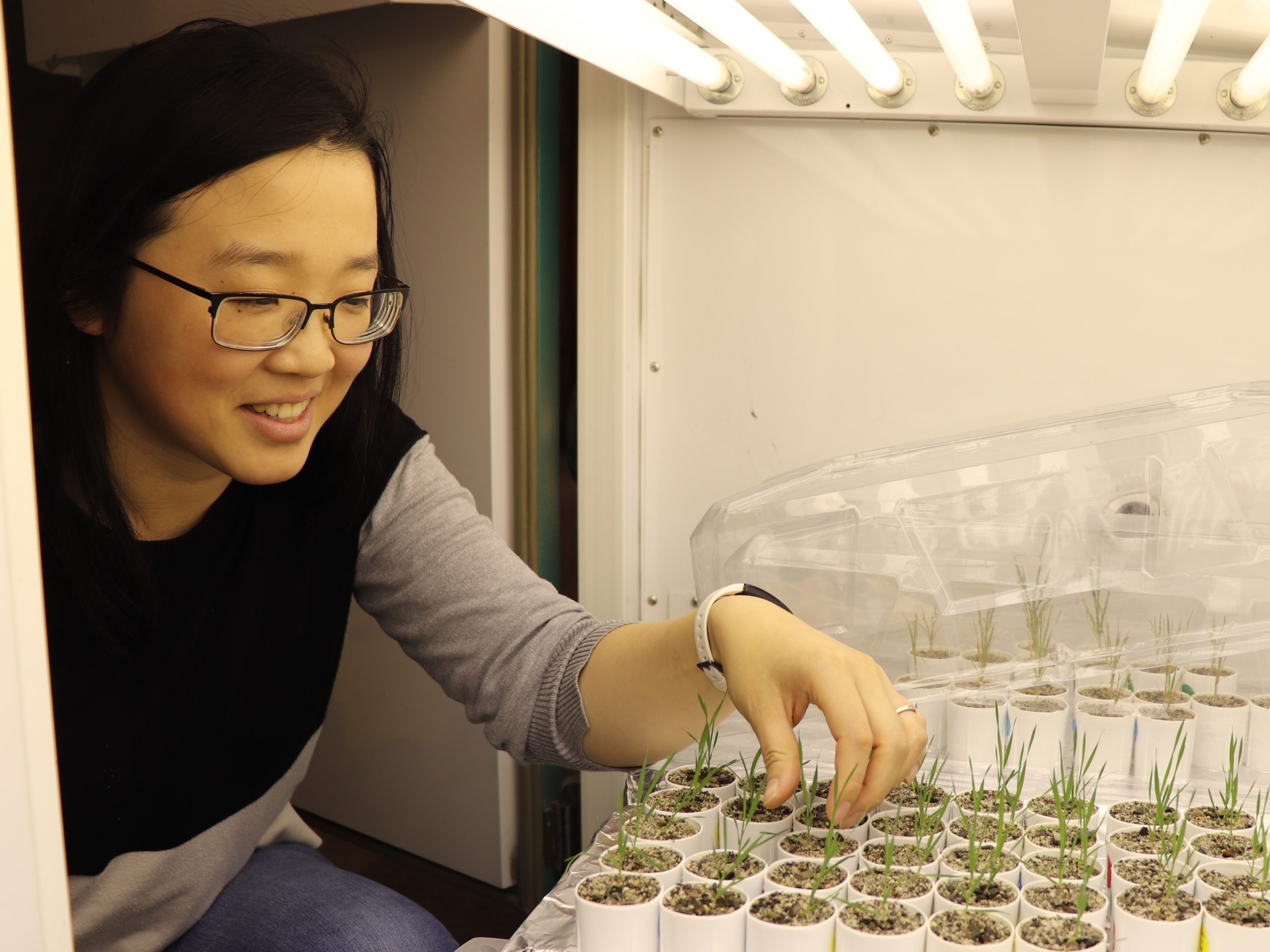 A medium closeup photo of Shiqi Zhang looking at some small plants in a growth chamber.