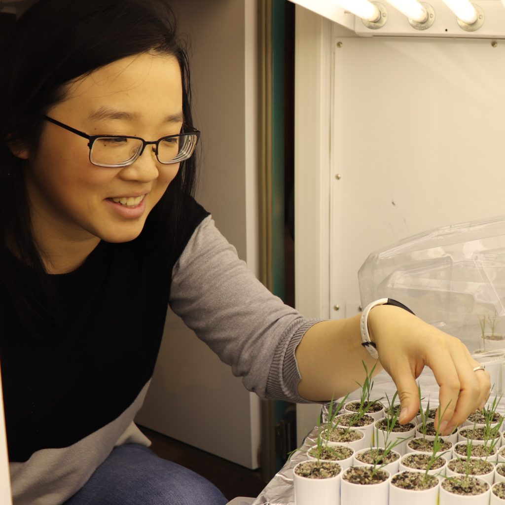 Closeup photo of Shiqi Zhange looking at plants in a growth chamber.