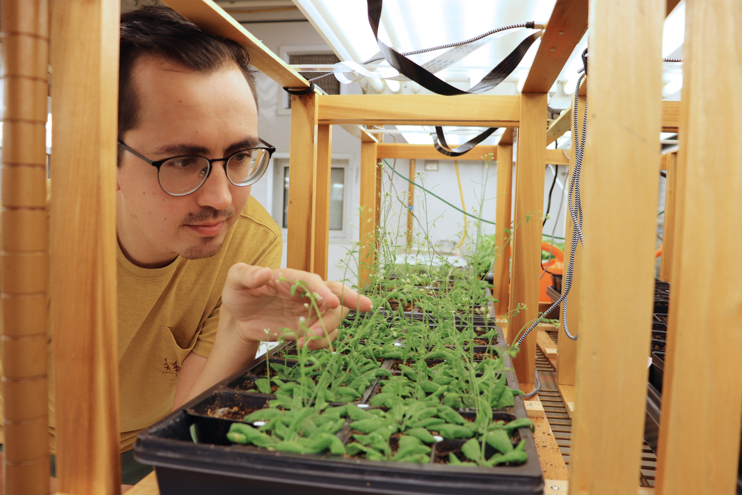 A closeup picture of Kyle Palos looking at some Arabidopsis seedlings that are beginning to flower. He is in a growth chamber, and the wooden framework frames the photo.