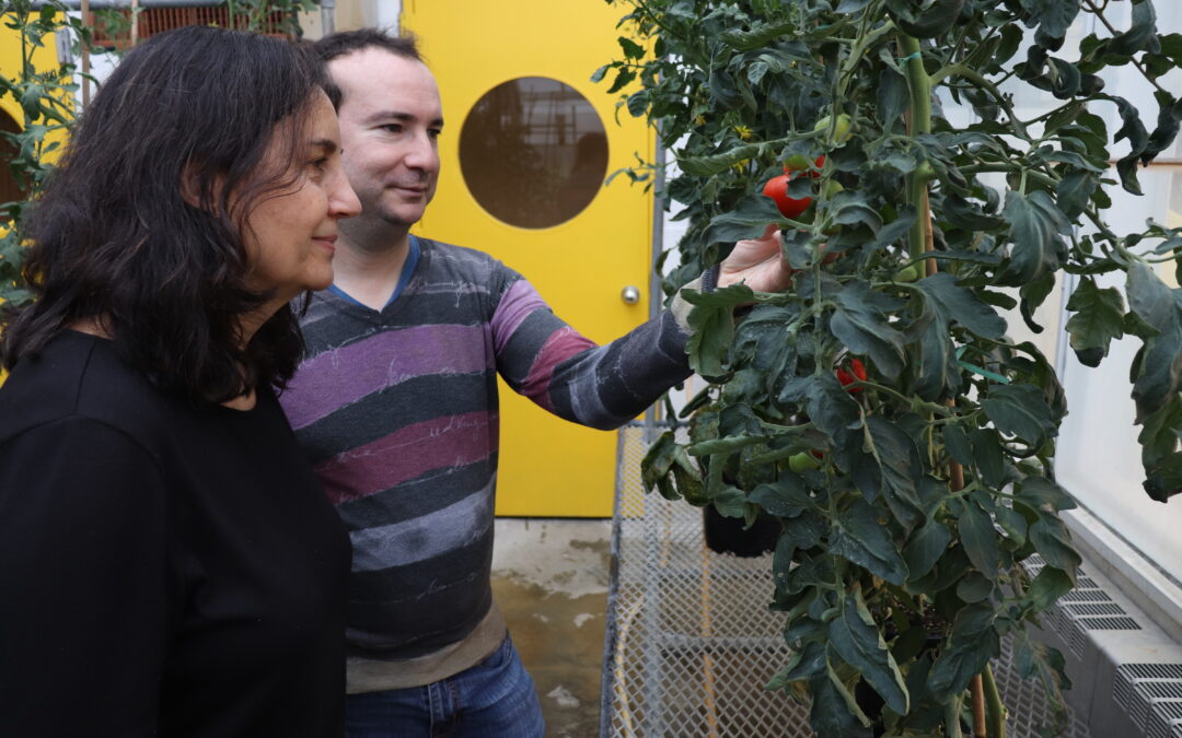 From Ground-Hugging to Groundbreaking: How a Unique Tomato Mutation Could Transform Sustainable Agriculture