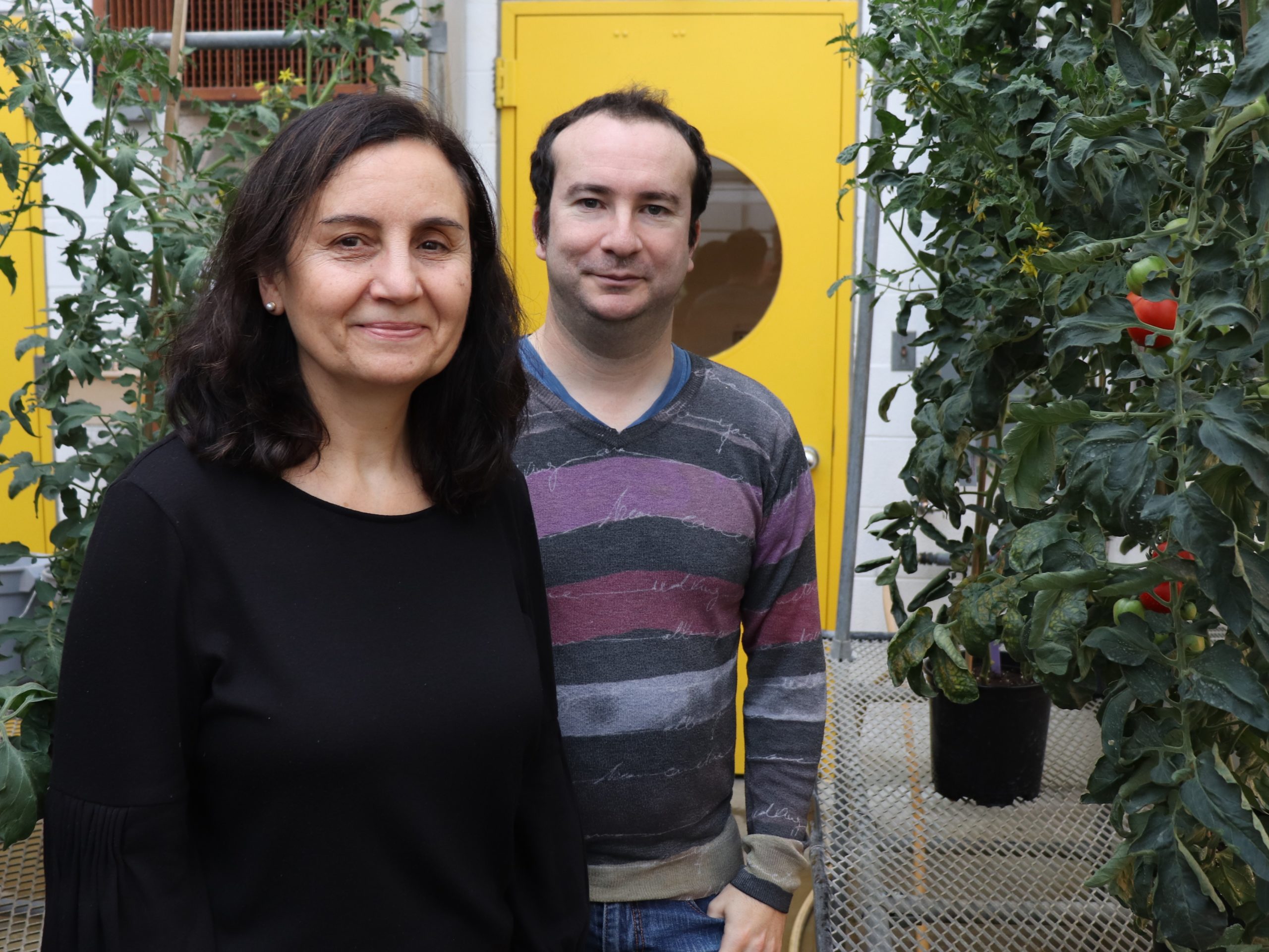 Carmen Catalá and Philippe Nicolas stand next to tomato plants in a BTI greenhouse.