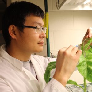 Honglin Feng brushes some aphids off of a tobacco plant.