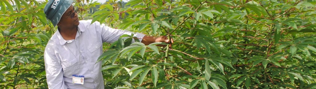Cassava geneticist Ismail Yusuf Rabbi working with cassava plants. (Image courtesy of IITA)