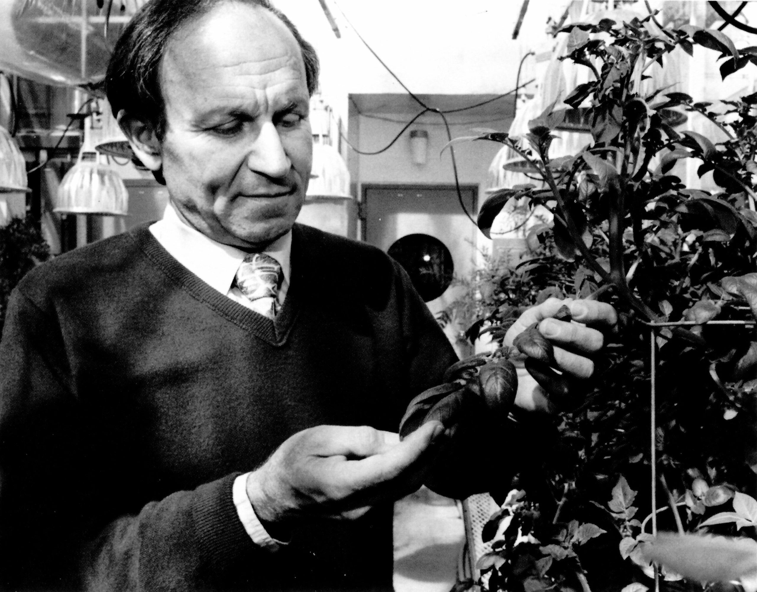 Jay Jacobson looks at leaves on a plant in a greenhouse.