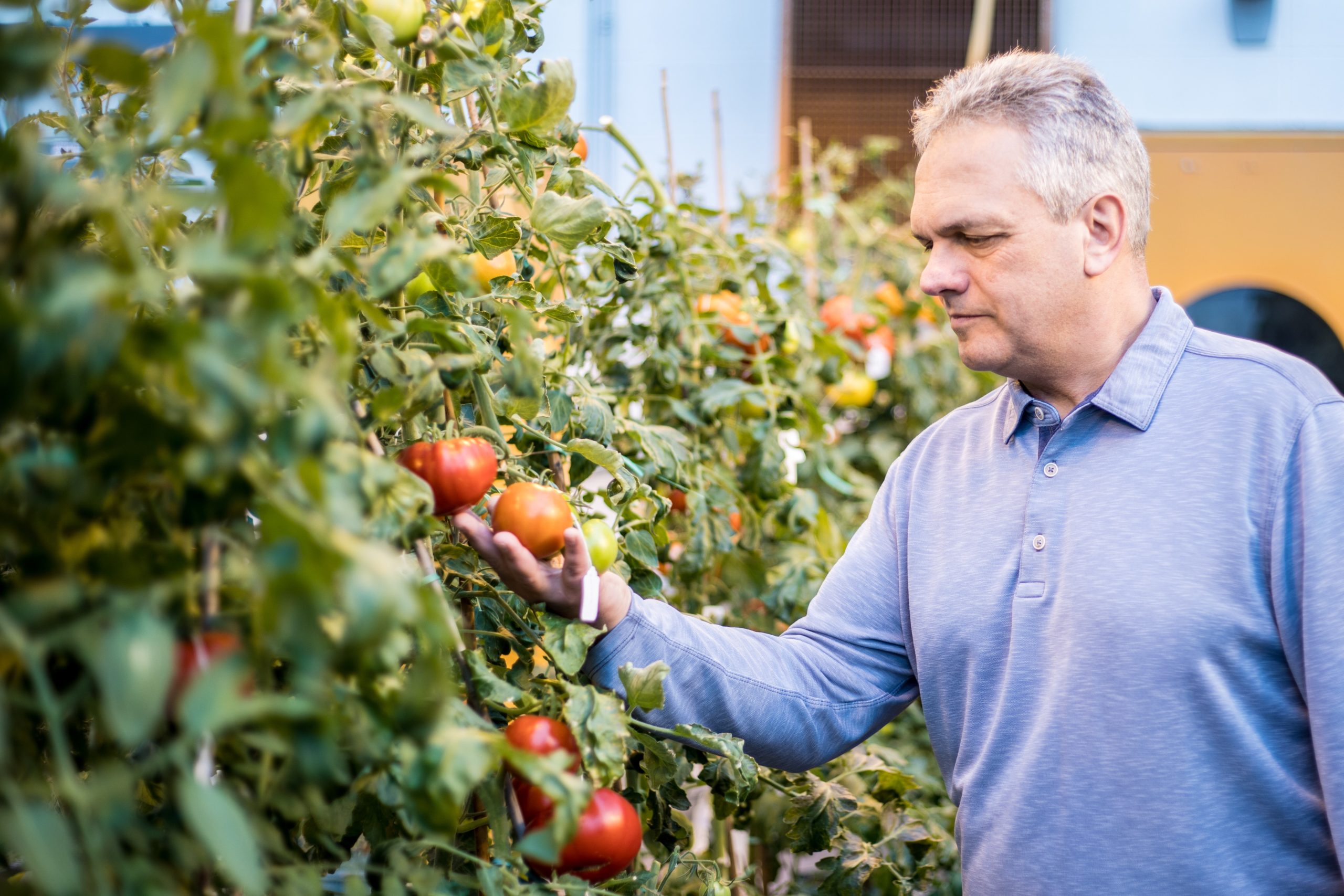 A medium shot of Jim Giovannoni in a long-sleeve, collared purple shirt. He is in a greenhouse filled with tall tomato plants bursting with fruit. He is looking at a couple of tomato fruits that are still on the vine, resting them in his right hand.