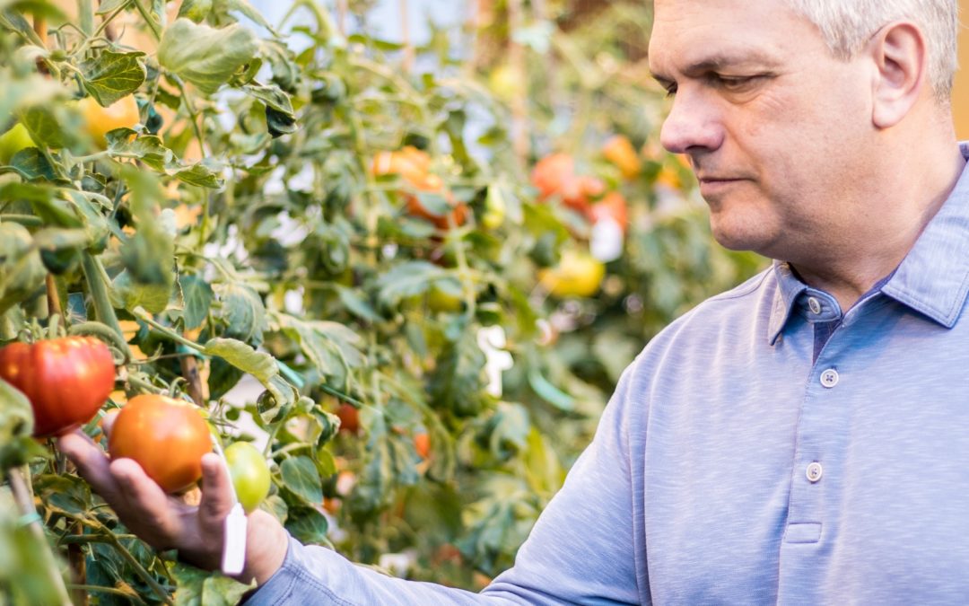 Newly discovered gene could help improve tomato flavor and shelf-life