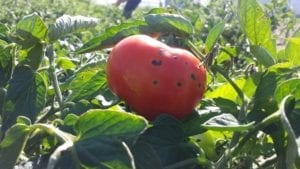 A tomato in a field infected with bacterial speck disease