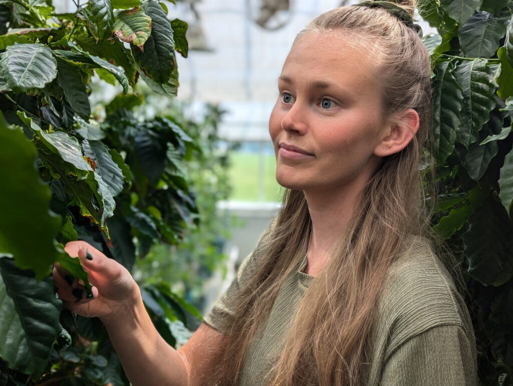 Bergsten examining coffee plants in the BTI greenhouse