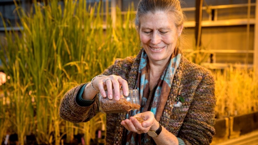 Susan McCouch, professor of plant breeding and genetics, with grains of Scarlett, a new red rice cultivar she co-developed with collaborator Anna McClung, a researcher at the USDA Agricultural Research Service. Credit: Jason Koski