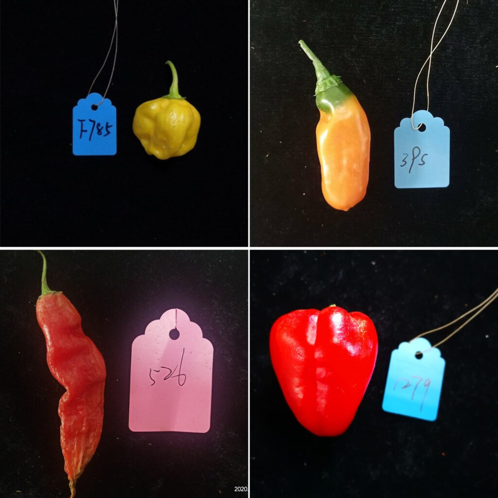 Collage of peppers
