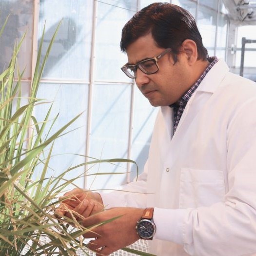 Murli Manohar checking on plants in the greenhouse