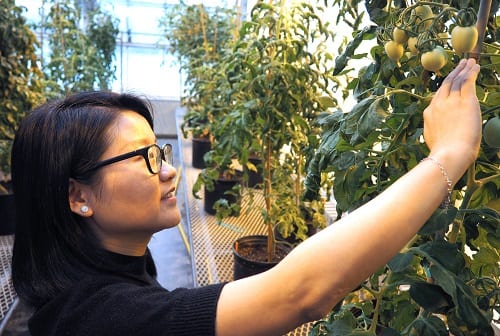 Postdoctoral scientist Ning Zhang inspects CRISPR/Cas-edited tomatoes in a greenhouse at the Boyce Thompson Institute in Ithaca, NY.