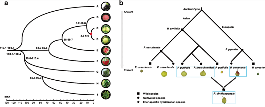Genetic relationships and divergence times of pear species.