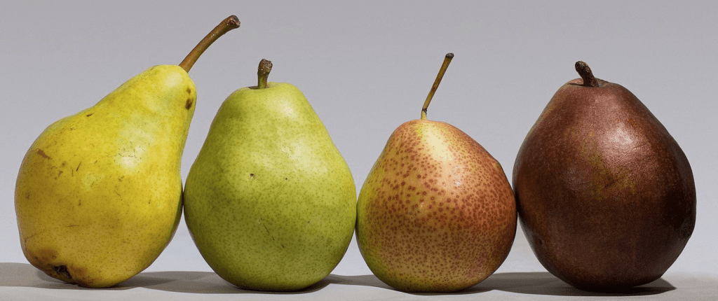 Four different species of pear