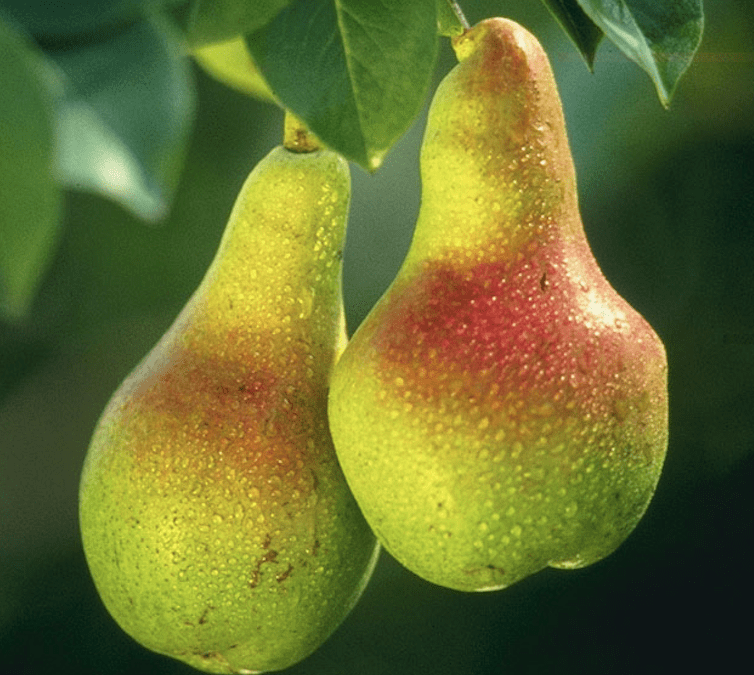 Pear genomes show evidence of independent domestication in Asia and Europe