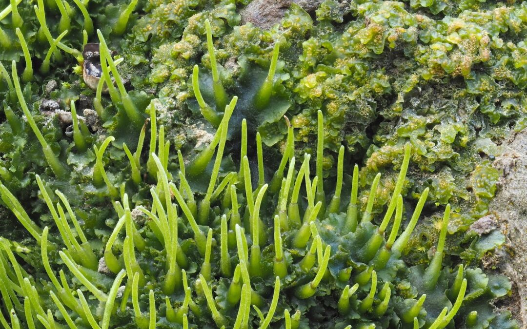 This odd little plant could help turbocharge crop yields