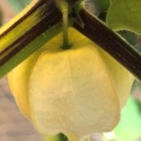 Groundcherry in husk growing from plant