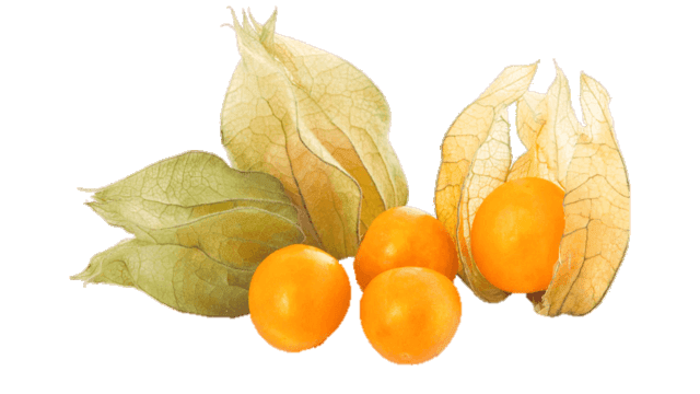 Physalis fruit with and without husks