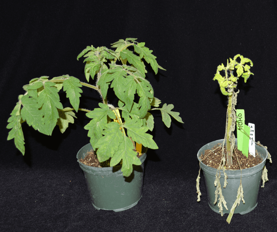 Two short tomato plants in green, four-inch pots. The plant on the left is healthy, and the plant on the right is severely withered and nearly dead.