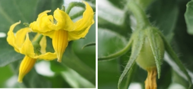 Close-up of a yellow flower with slightly curled petals on a green plant (left), next to a developing green bud covered in fine hairs with a small dried blossom tip (right).
