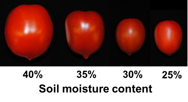 Four red tomatoes arranged side by side on a black background, decreasing in size from left to right, each with a smooth surface and slightly different shapes.
