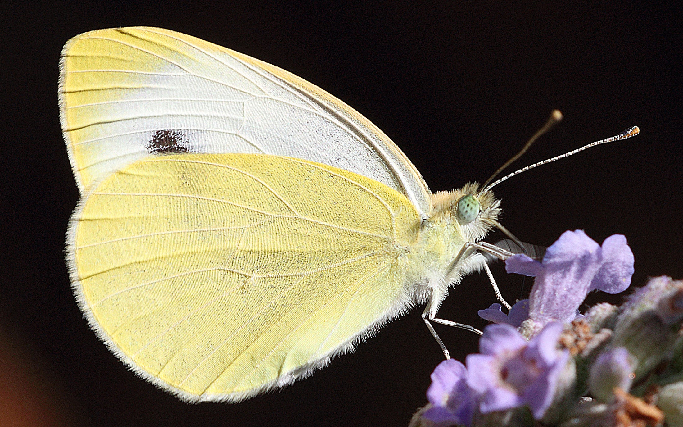 Close up photo of a white cabbage butterfly, Pieris rapae, sitting on a purple flower.