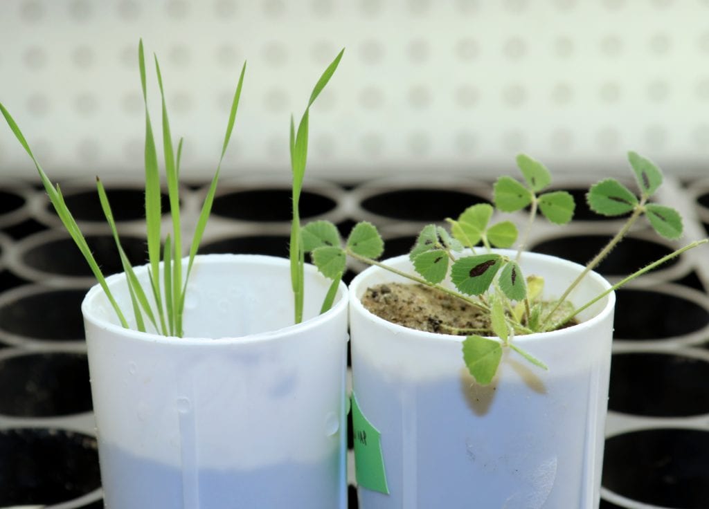BTI researchers used Brachypodium distachyon (left) and Medicago truncatula (right) to discover the roles of two genes in root colonization by symbiotic fungi.