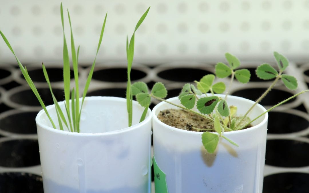 Plant Gene Discovery Could Help Reduce Fertilizer Pollution in Waterways