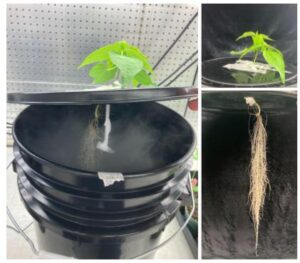 Development of aeroponics for imposition of drought stress and root and shoot phenotyping