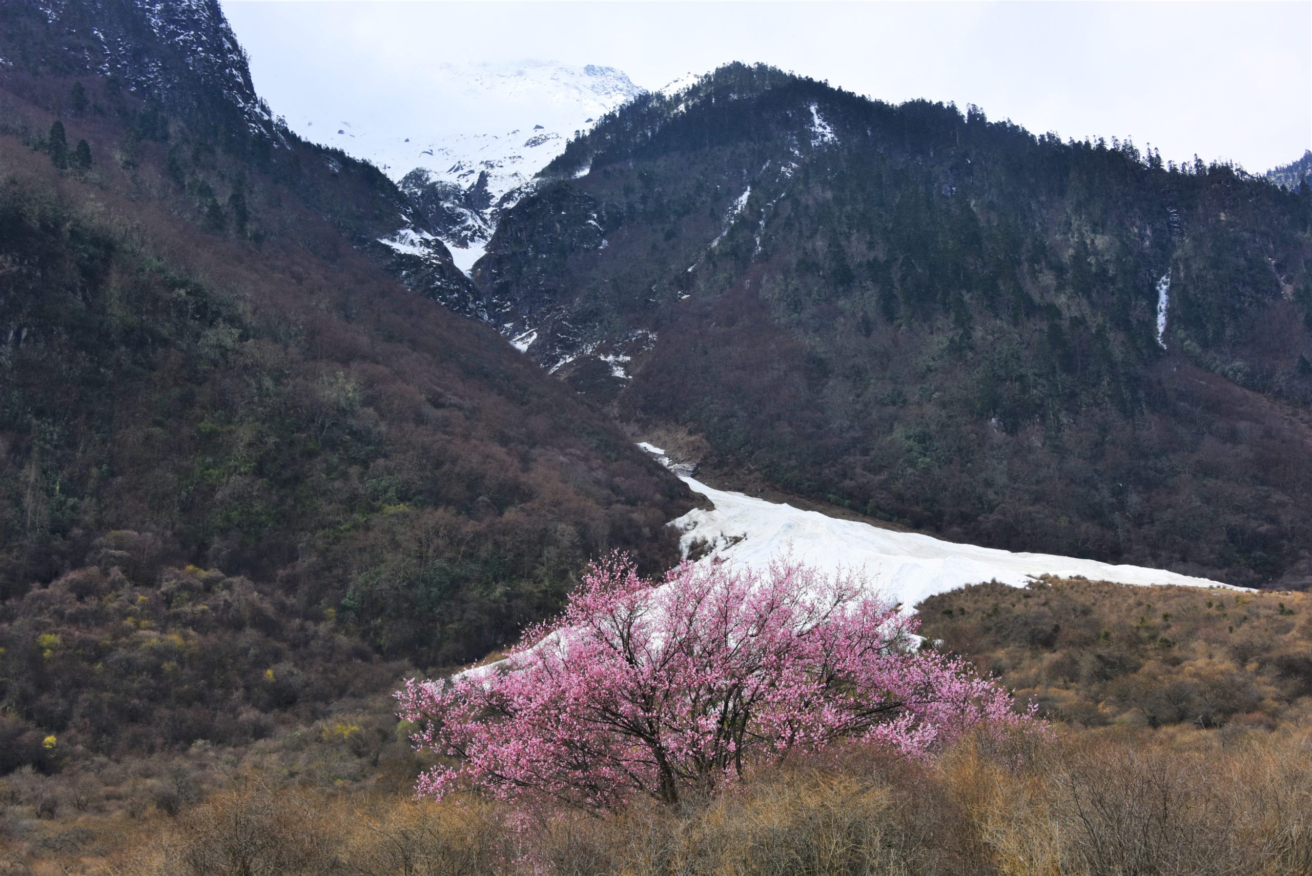A tree covered in purple flowers is nestled at the base of two mountains, with a glacier just behind the tree.