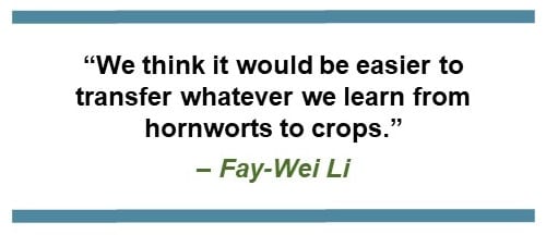 “We think it would be easier to transfer whatever we learn from hornworts to crops.” – Fay-Wei Li