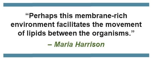 Perhaps this membrane-rich environment facilitates the movement of lipids between the organisms. - Maria Harrison