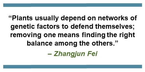 Text that says: “Plants usually depend on networks of genetic factors to defend themselves; removing one means findings the right balance among the others.” - Zhangjun Fei