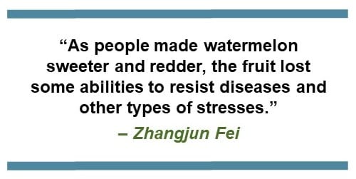 “As people made watermelons sweeter and redder, the fruit lost some abilities to resist diseases and other types of stresses.” – Zhangjun Fei