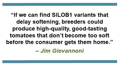 Text that says: “If we can find SlLOB1 gene variants that delay softening, breeders could produce high-quality, good-tasting tomatoes that don’t become too soft before the consumer gets them home.” – Jim Giovannoni 