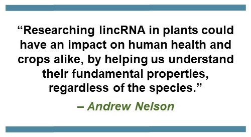 Text saying: “Researching lincRNA in plants could have an impact on human health and crops alike, by helping us understand their fundamental properties, regardless of the species.” – Andrew Nelson