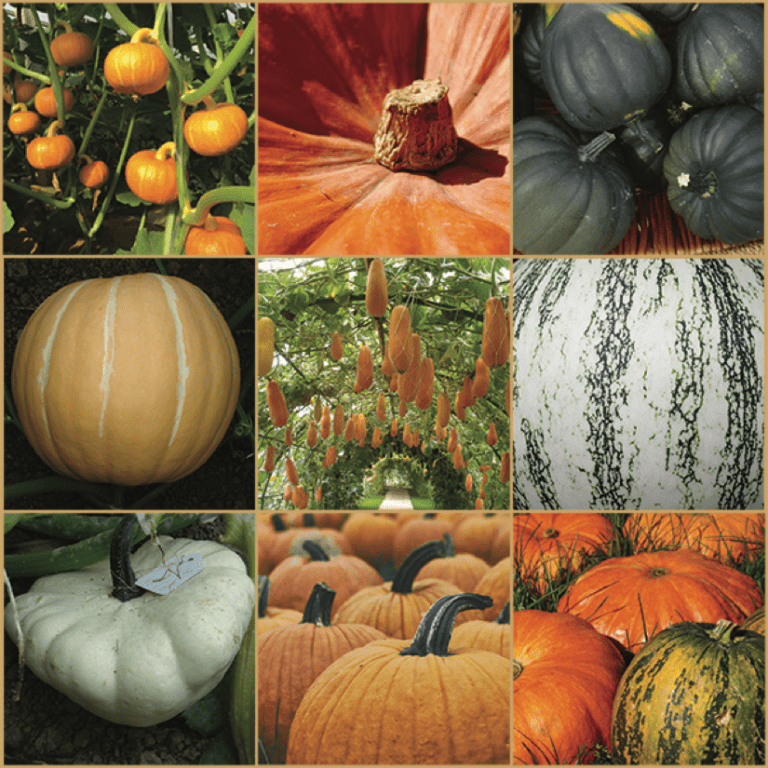 Pumpkin genomes sequenced revealing uncommon evolutionary history 