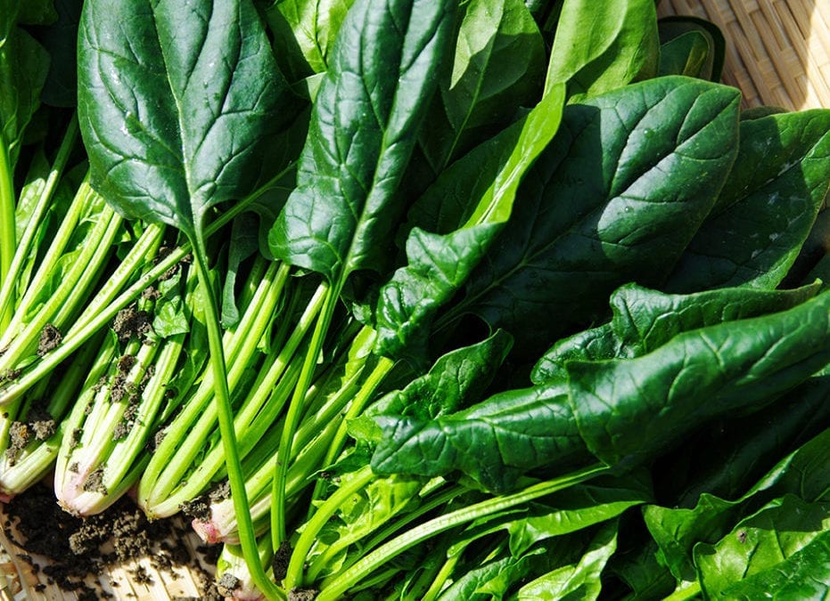 Newly-published spinach genome will make more than Popeye stronger