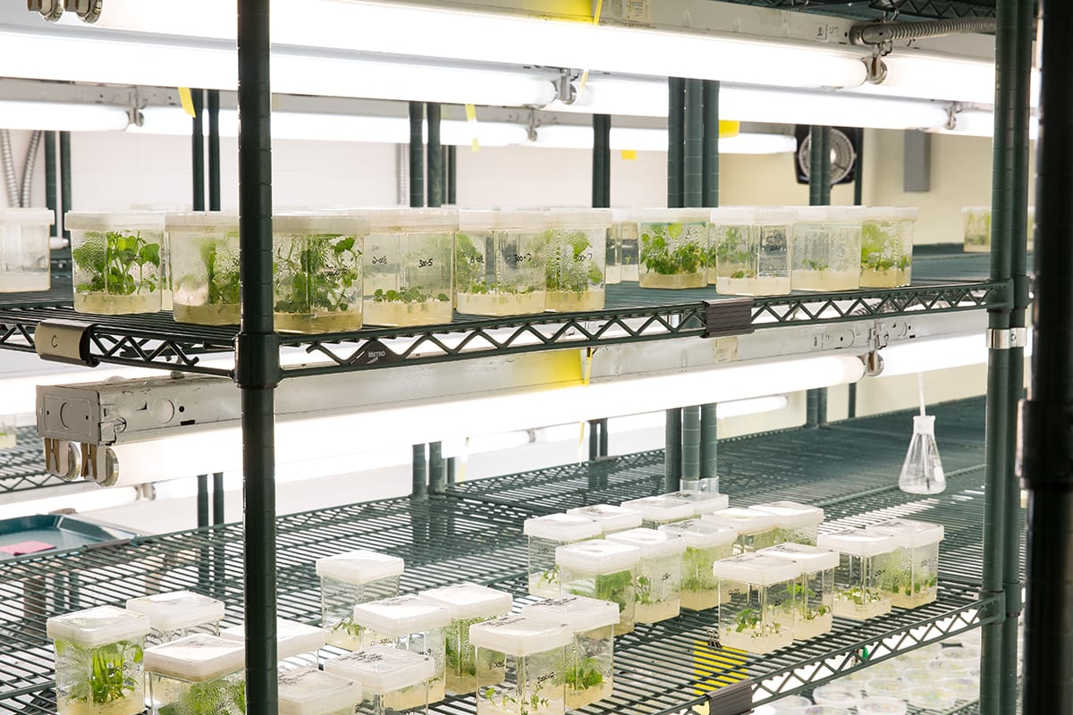 Plants on shelves in a growth chamber