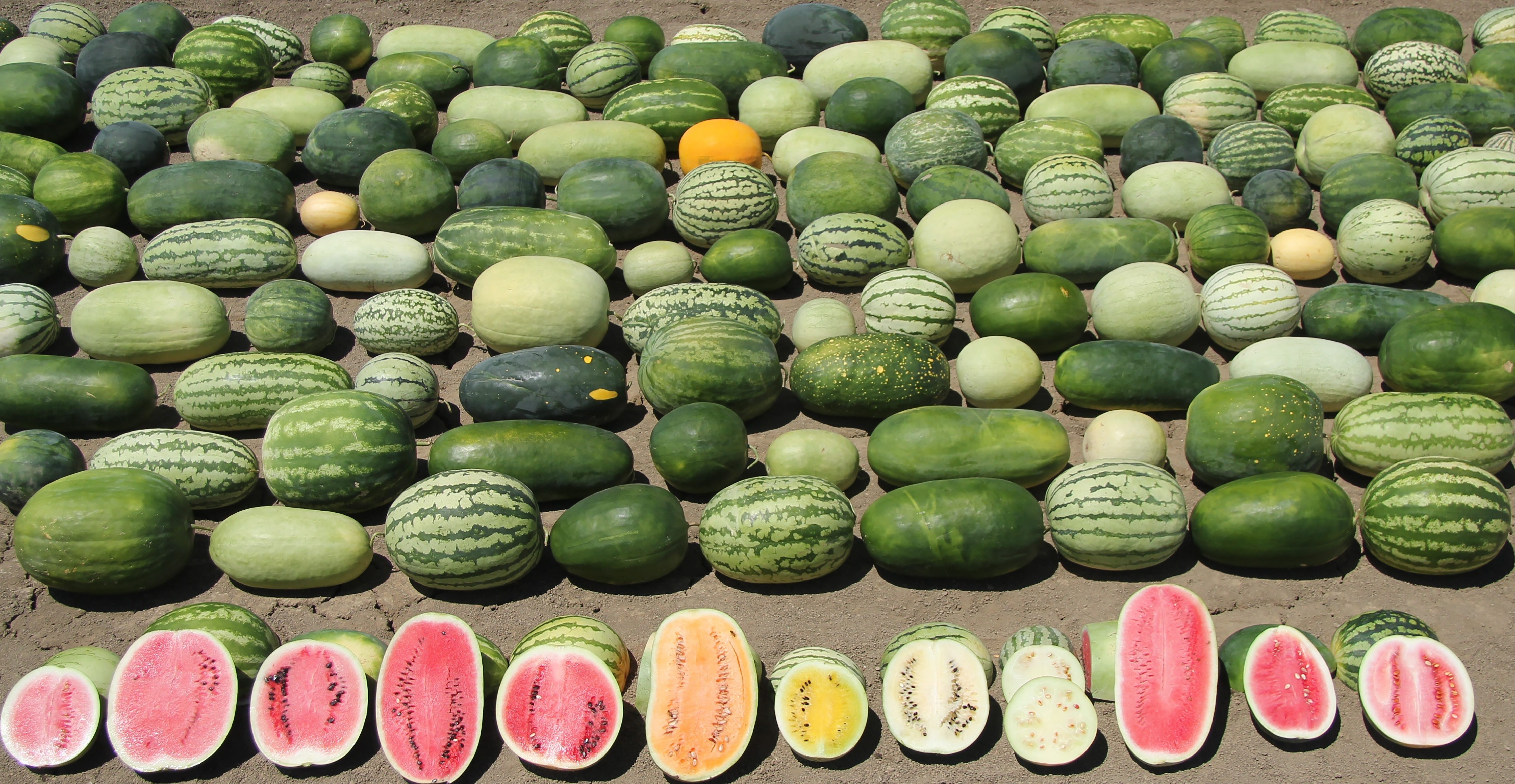 Creating a resource that captures the genetic diversity of watermelons can help plant breeders improve the domestic fruit. Image credit: Xingping Zhang/Syngenta