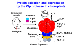 Protein selection diagram