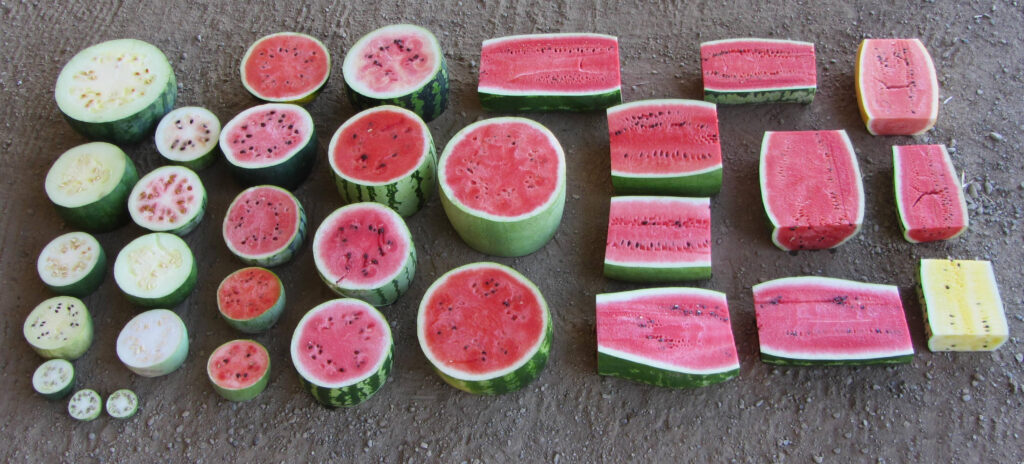 A collection of various sizes and shapes of watermelon cut open to show their insides