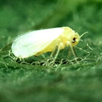 Why the whitefly is such a formidable threat to food security