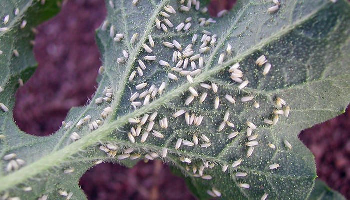 Adult whiteflies on a watermelon leaf (image courtesy of CSIRO)