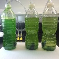 Algae and water in plastic bottles being used in an experiment