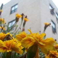 Flowers growing outside of a brick building