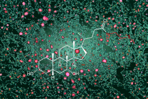 Lipid accumulation in a murine model of fatty liver disease, visualized by color-enhanced lipid droplets (pink) in liver tissue (green). Superimposed chemical structure of a newly discovered bile acid conjugate. Image courtesy of Dr. Mohammad Arifuzzaman, Dr. Christopher Parkhurst, Dr. Frank Schroeder, and Dr. David Artis.