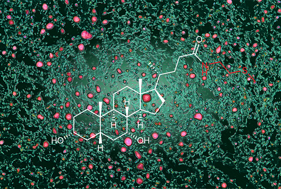 Diet, Microbes and Fat: A New Pathway Controlling Levels of Body Fat and Cholesterol