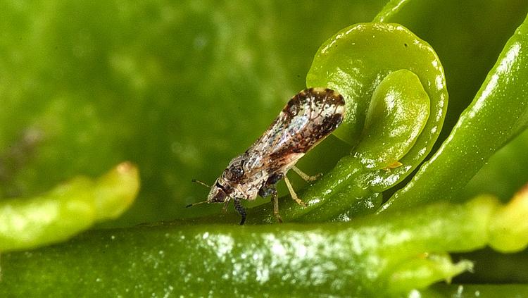 Blood, sweat and tears: All in a day’s work fighting citrus greening disease